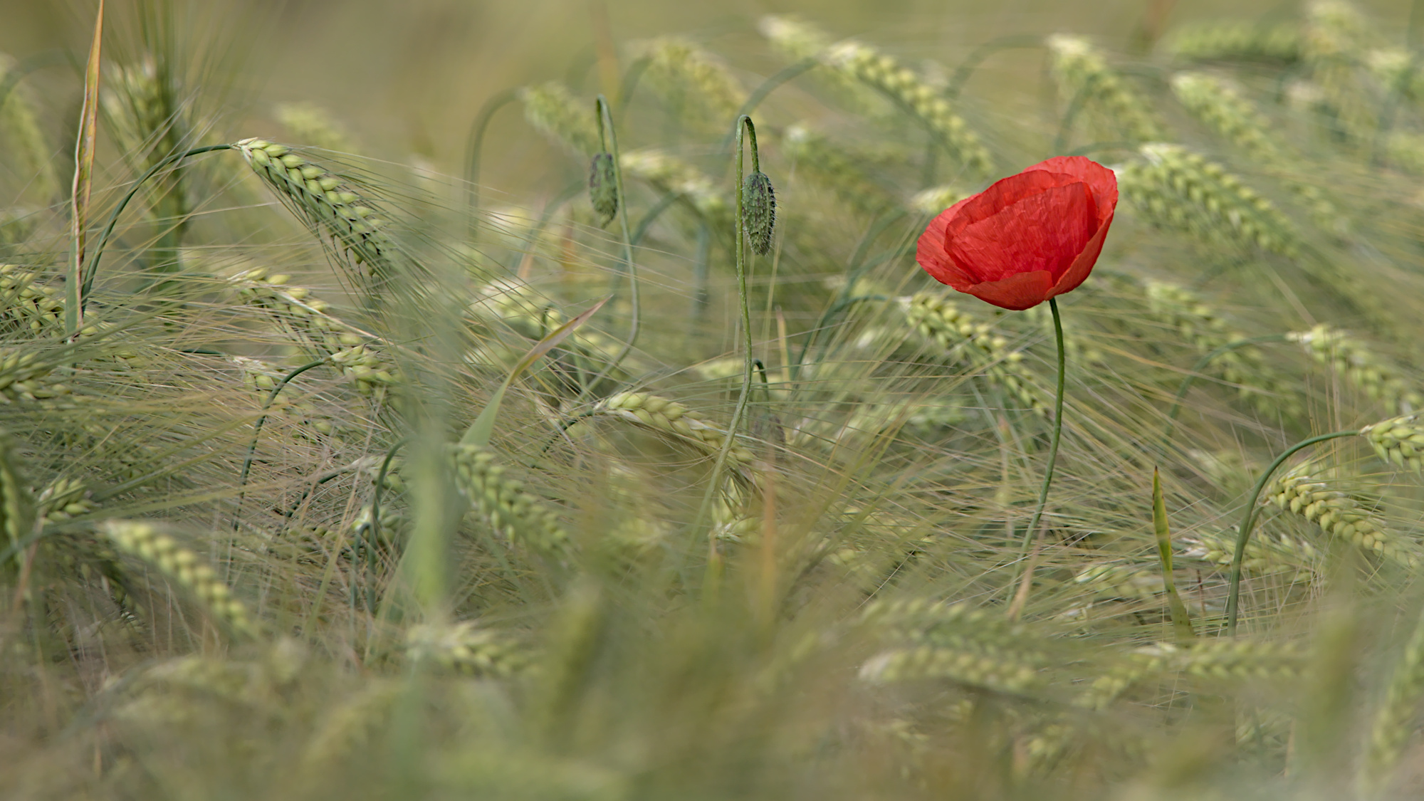 Mohn in der Gerste